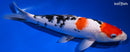 11.75" MARUTEN SANKE