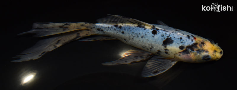 9" SHUBUNKIN GOLDFISH