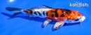 5.5" LEATHER HEISEI NISHIKI