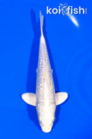6.5" GINRIN CREAMY OGON