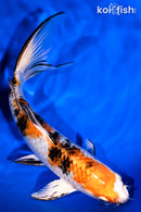 7.5" YAMATO NISHIKI BUTTERFLY