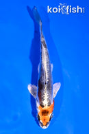 4.5" BENI KIKOKURYU