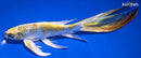 8.75" KUJAKU BUTTERFLY