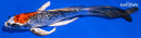 7.25" DOITSU KUJAKU BUTTERFLY