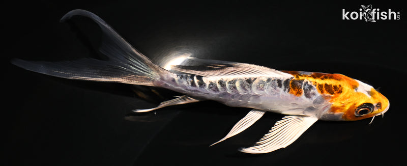5.25" ARAGOKE KUJAKU BUTTERFLY