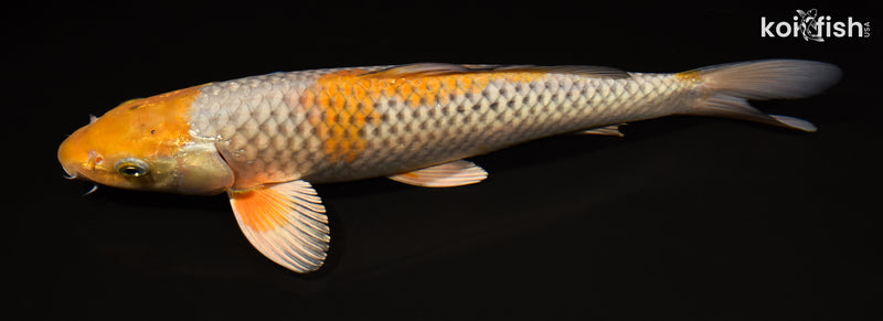 15.25" OCHIBA SHIGURE