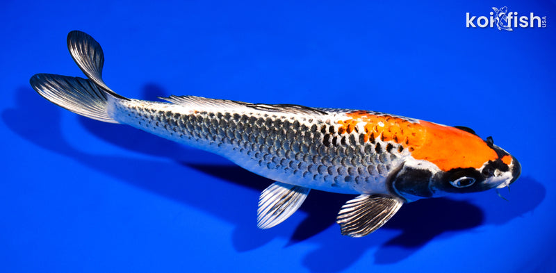 10.5" BENI GINGA
