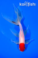 7" TANCHO WATONAI GOLDFISH