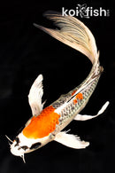 9.25" KUJAKU BUTTERFLY