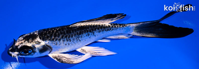 5.5" GINGA BUTTERFLY