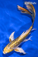 8.25" GINRIN KUJAKU BUTTERFLY