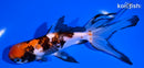 6.25" CALICO WATONAI GOLDFISH