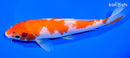 7.25" KOHAKU