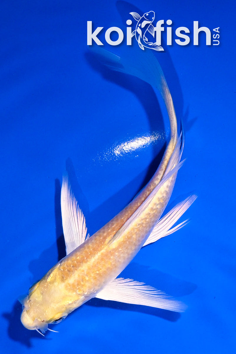 4.5" GINRIN YAMABUKI OGON