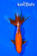 6.5" WATONAI GOLDFISH