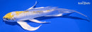 7.75" LEMON HARIWAKE BUTTERFLY