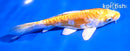 5.5" ARAGOKE HARIWAKE