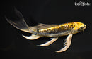6.25" GINRIN ARAGOKE KIN KIKOKURYU BUTTERFLY