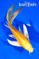 8" YAMABUKI OGON BUTTERFLY