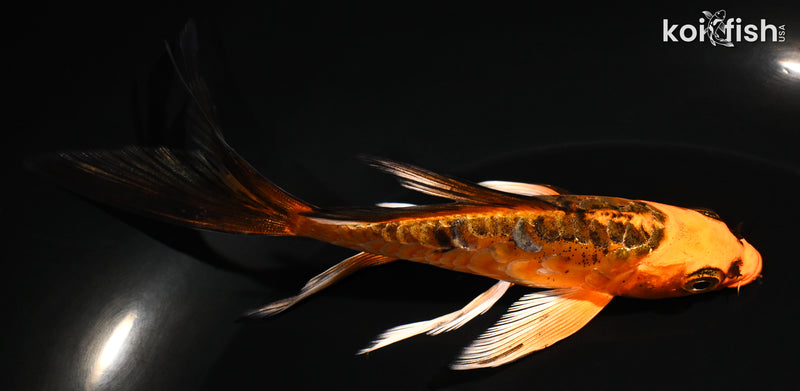 5.25" ARAGOKE ORENJI MATSUBA BUTTERFLY