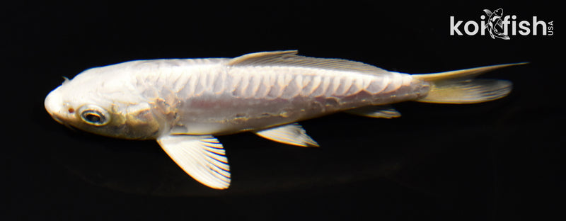 5" DOITSU PLATINUM OGON