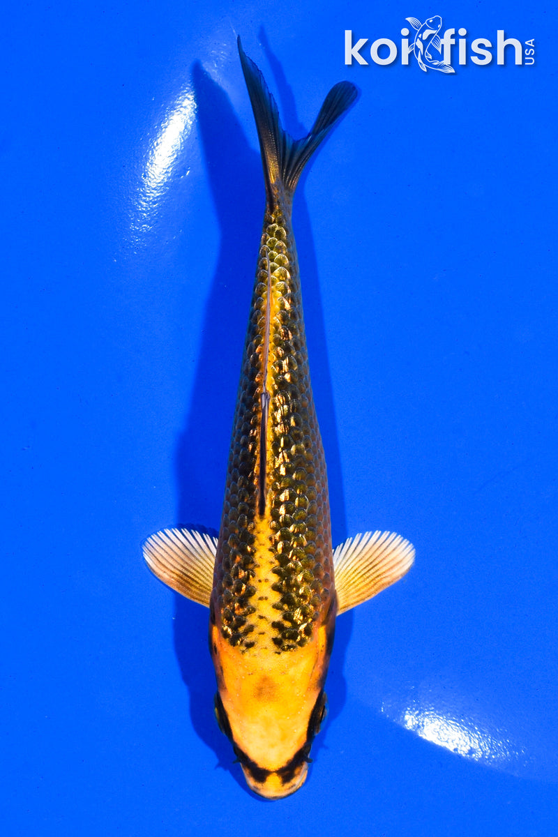 5" GINRIN ORENJI MATSUBA