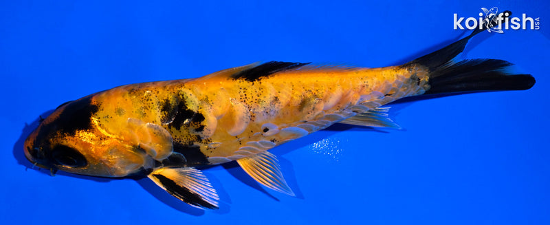 5.25" ARAGOKE KIN HI UTSURI