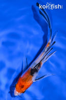 5.5" YAMATO NISHIKI BUTTERFLY