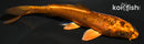 4.75" KIN ORENJI MATSUBA