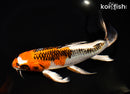 9.5" KUJAKU BUTTERFLY