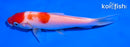 5" KOHAKU