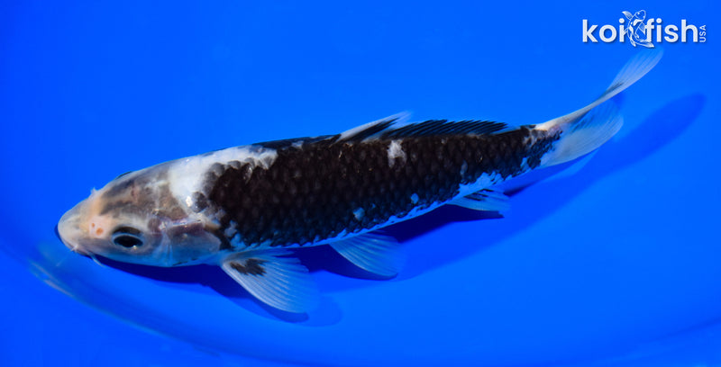7.25" MATSUKAWABAKE