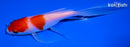 5.75" KOHAKU BUTTERFLY