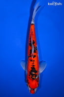 10.75" DOITSU GOSHIKI
