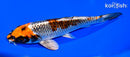 6.25" BENI GINGA