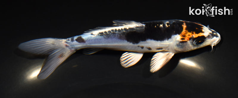 5.75" BENI KIKOKURYU