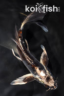 6.75" BENI KIKOKURYU BUTTERFLY