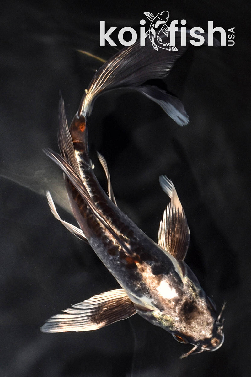 6.75" BENI KIKOKURYU BUTTERFLY