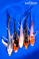 PACK OF (5) 4-5.5" BUTTERFLY KOI