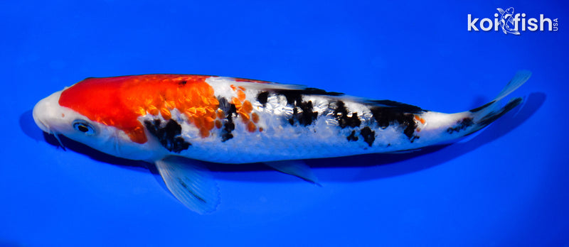 7.5" GINRIN SANKE