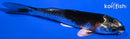 4.25" BENI GINNGA
