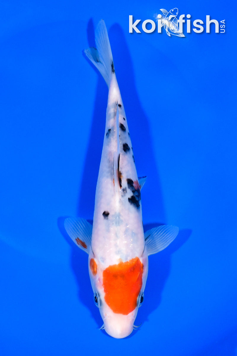 7.25" SANKE