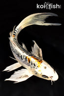 9.5" ARAGOKE BENI KIKOKURYU BUTTERFLY
