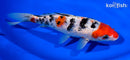 7.25" GINRIN SANKE