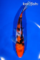 6.75" SANKE