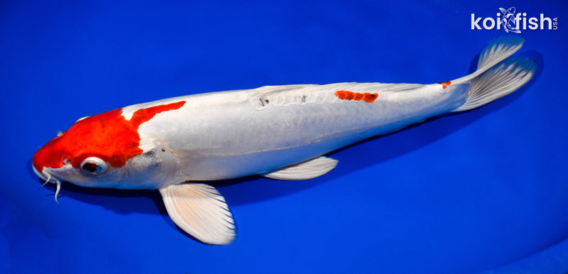13.5" KIKUSUI