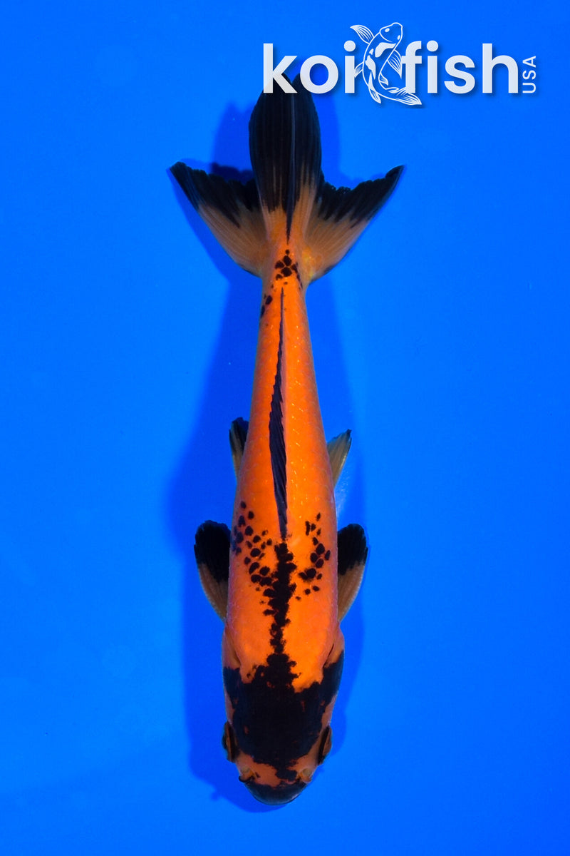 5" WAKIN GOLDFISH