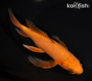7.25" CHAGOI BUTTERFLY