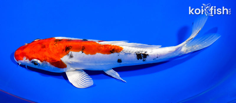 7.75" HEISEI NISHIKI