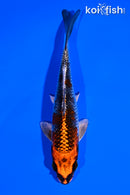 5.5" BENI GINGA